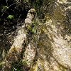 Plants: image 118 Of 208 Thumb